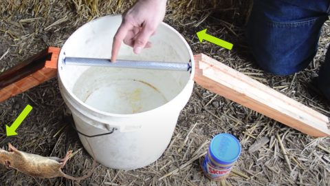 diy-mouse-trap