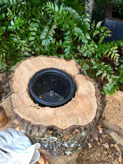 diy stump planter