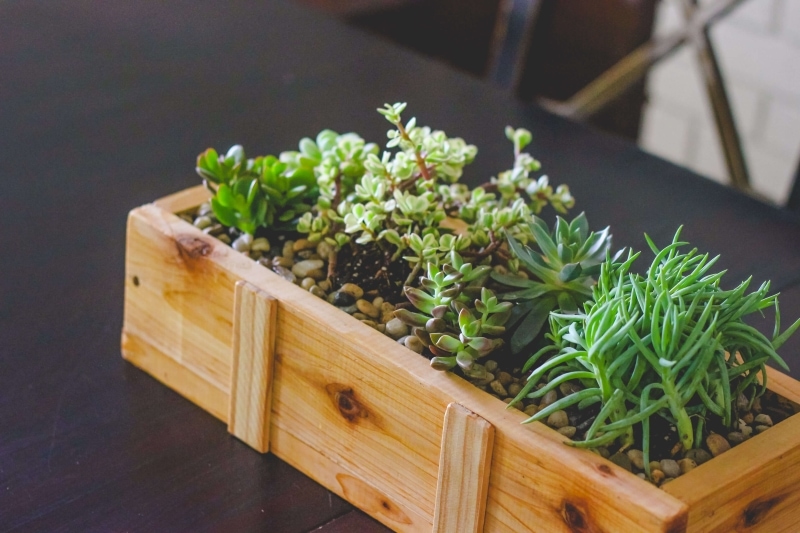 diy succulent planter diy (for under $10)