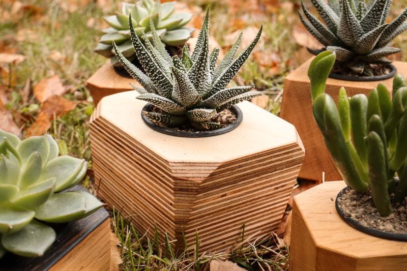 diy succulent planter