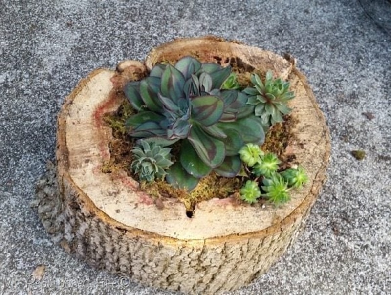 diy succulent planters rotted tree trunk pieces
