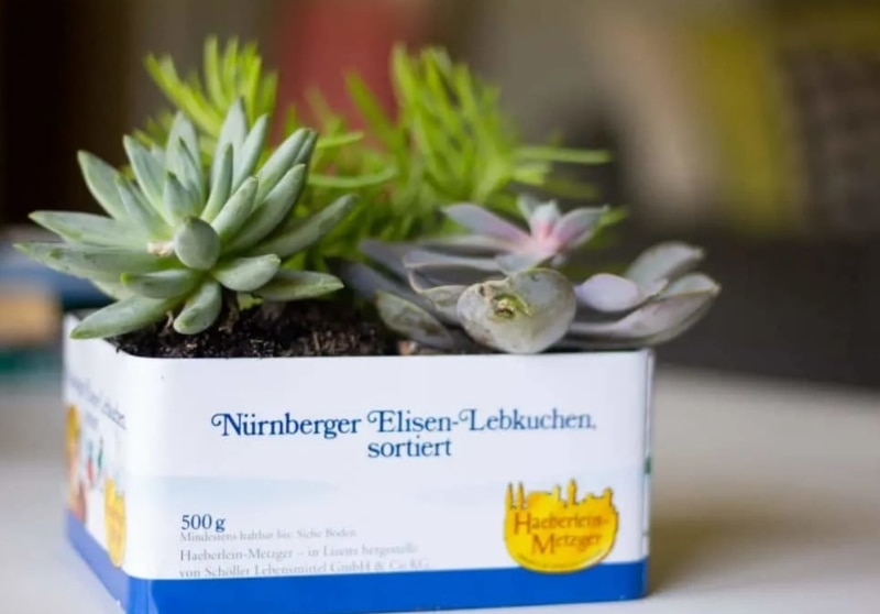 diy tin succulent planter