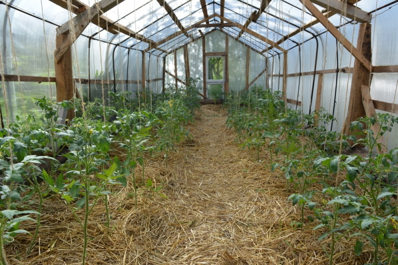 greenhouse with mulch flooring