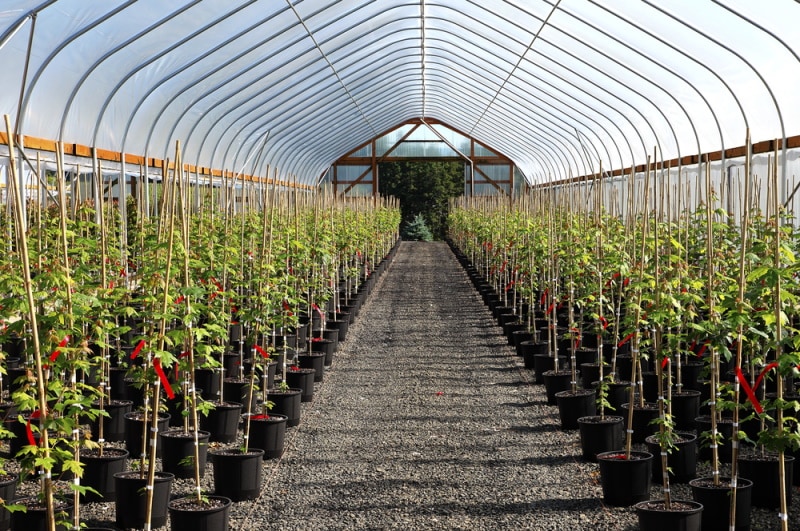 greenhouse with pebbles flooring