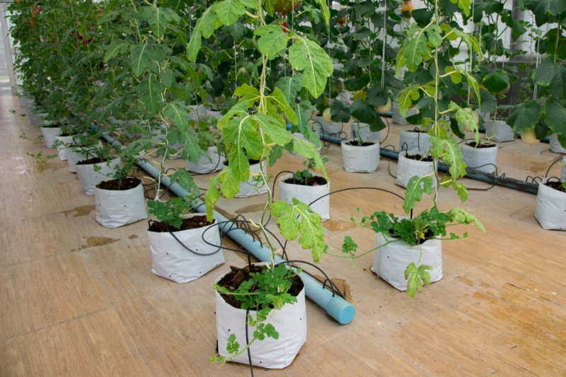 greenhouse with vinyl flooring