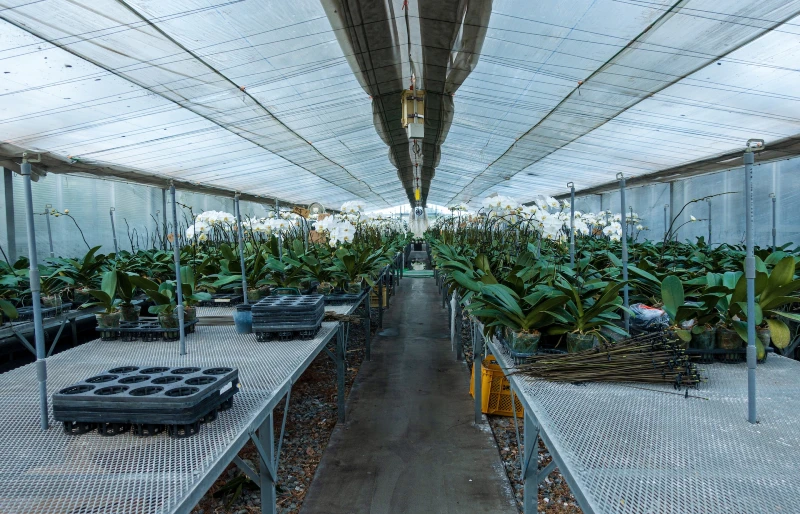 greenhouse with worktable benches
