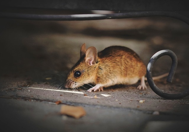 house-mouse