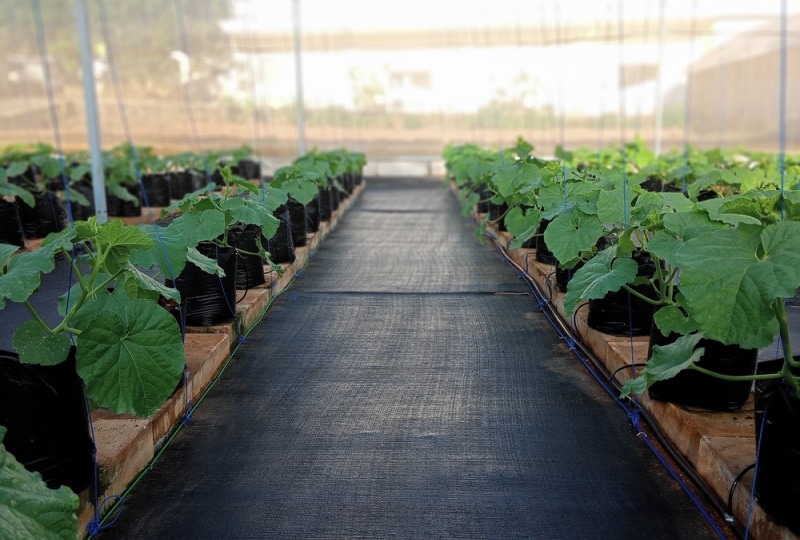 weedmat greenhouse flooring