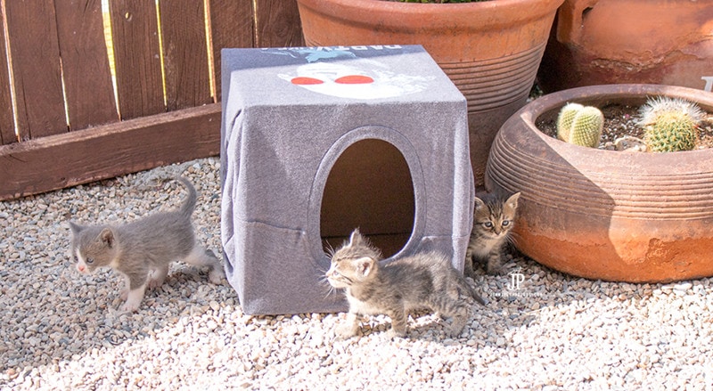 HG_15 DIY Outdoor Cat House Plans