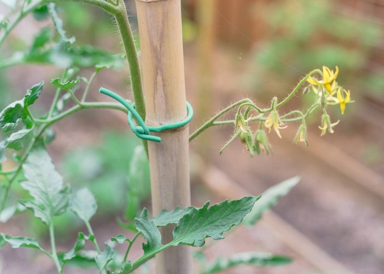 Plant Support