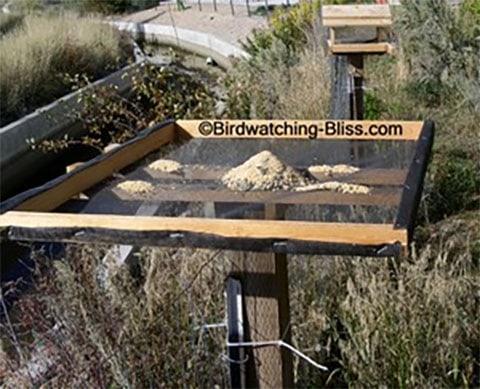Platform Bird Feeder with Post by Birdwatching Bliss