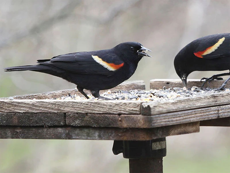 Simple Platform Bird Feeder by Scout Life