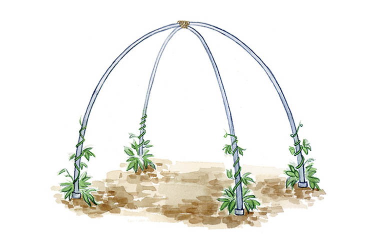 4_DIY_Vegetable_Garden_Trellises