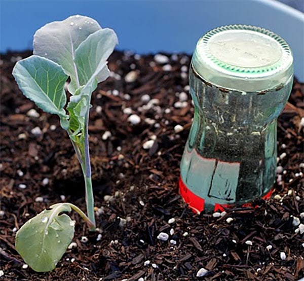 Coke Bottle DIY Watering Globes from Rad Megan