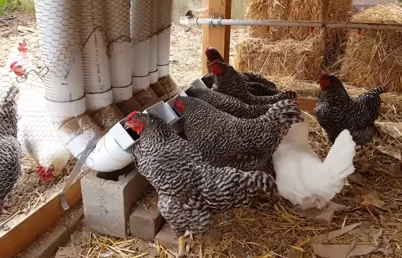 DIY Automatic, Rodent-Proof Feeder