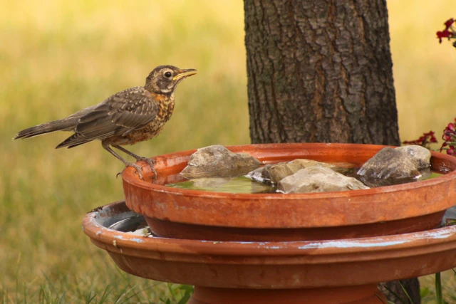 DIY Brick Birdbath