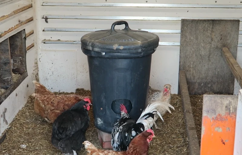 DIY Makeshift Trash Can Chicken Feeder