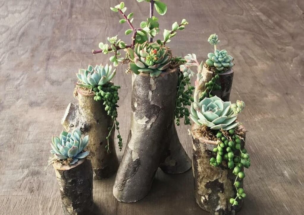 DIY tree branch planters for succulents