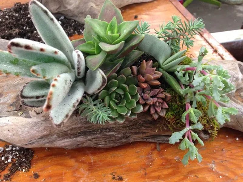 Driftwood Succulents