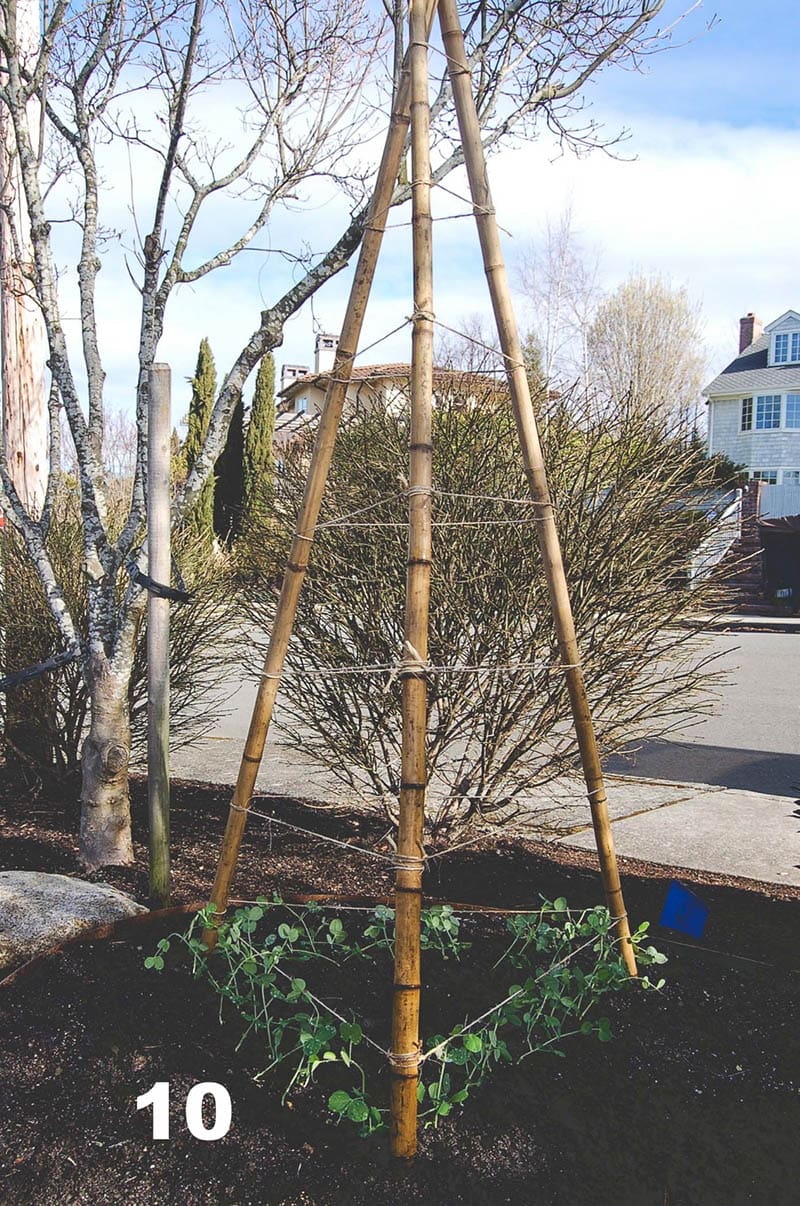 How_To_Build_A_Bamboo_Tri-pod_Trellis-A_Photo_Tutorial