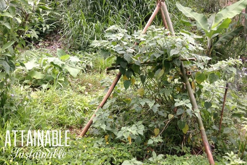 How_to_Build_a_Bamboo_Trellis_for_your_Garden