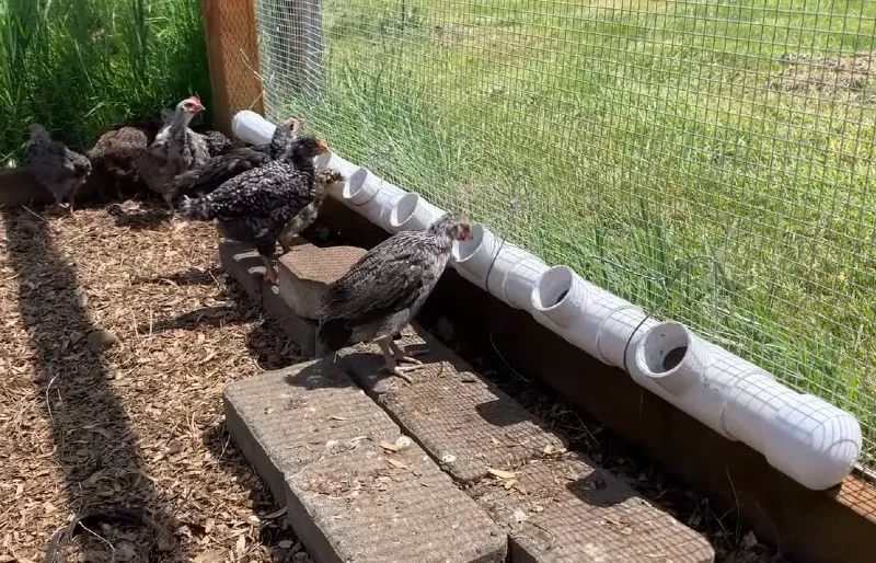 Low-Effort PVC Chicken Drinker
