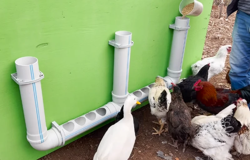 Practical, Pro-Grade Chicken Feeder