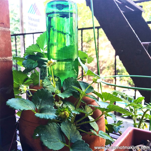 Simple DIY Beer Bottle Watering Globe from Red-Handled Scissors