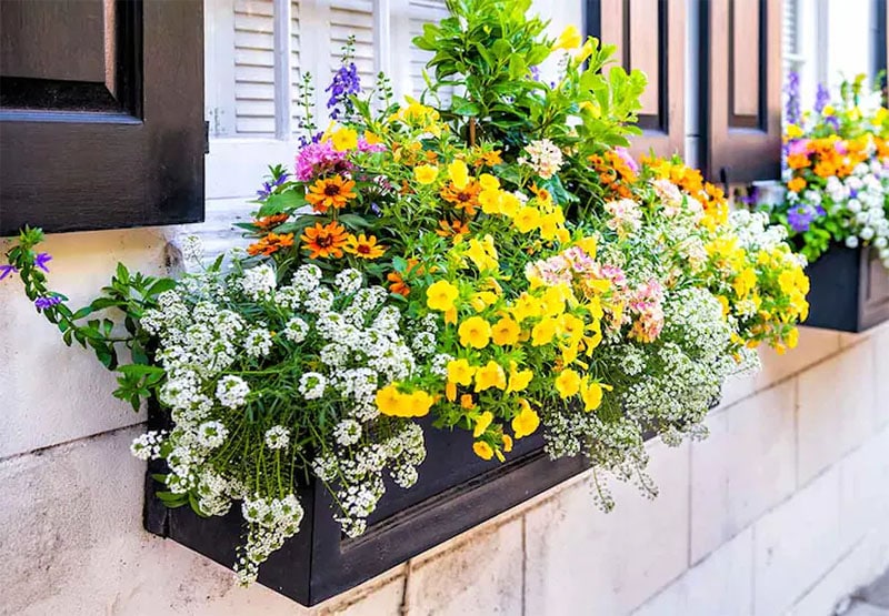 Window Box Planter