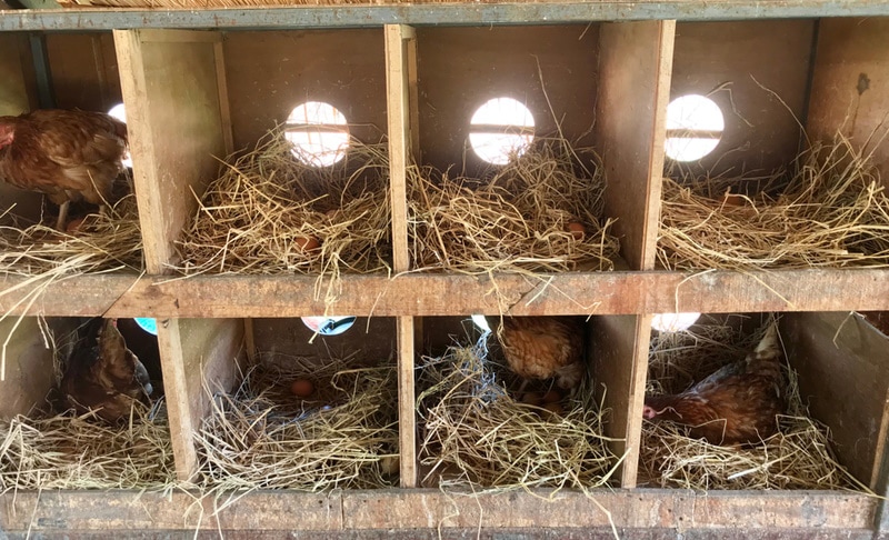 chicken nesting boxes