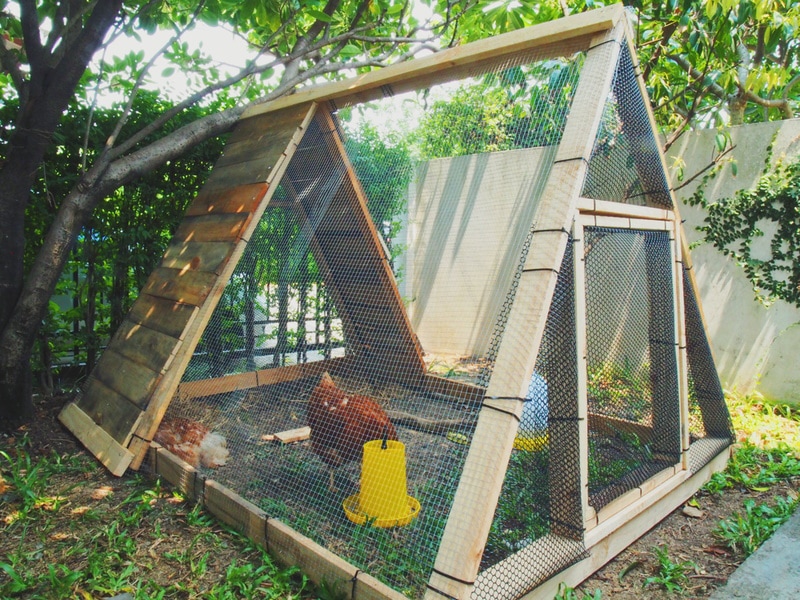 DIY chicken coop under the tree