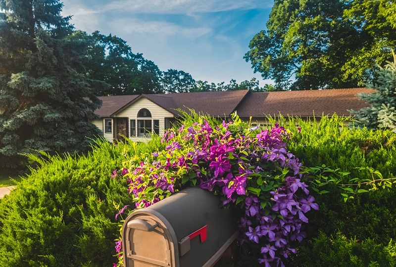 View of mailbox covered with pink and purple blooming clematis vines at sunset