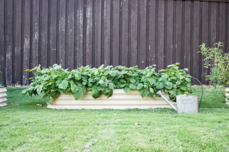 Backyard metal container garden