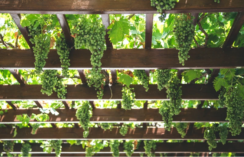 Vineyard with wooden pergola on sunny day