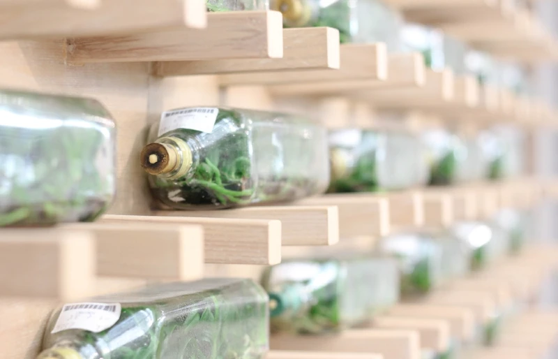 orchid tissue culture in glass bottles on a rack