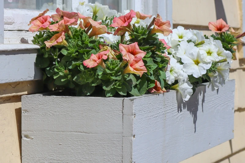 petunias growing in wooden planter box hanging from outside wall