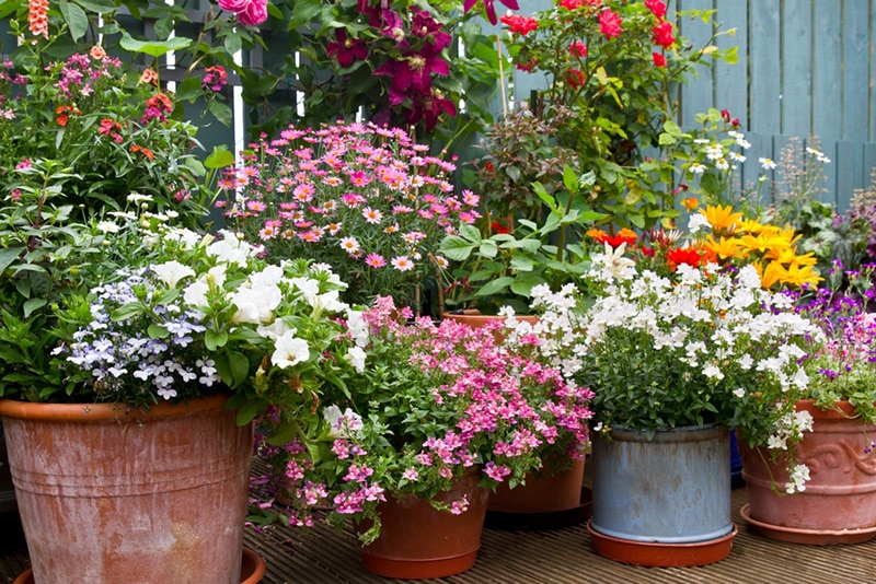 Flower Garden Pot