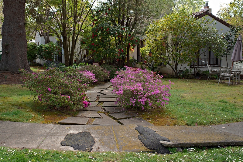 Pink Flower Lined Path Leading up to a House in the Suburbs