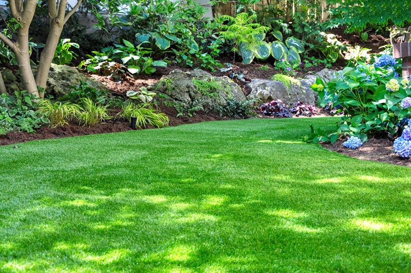 backyard woodland garden