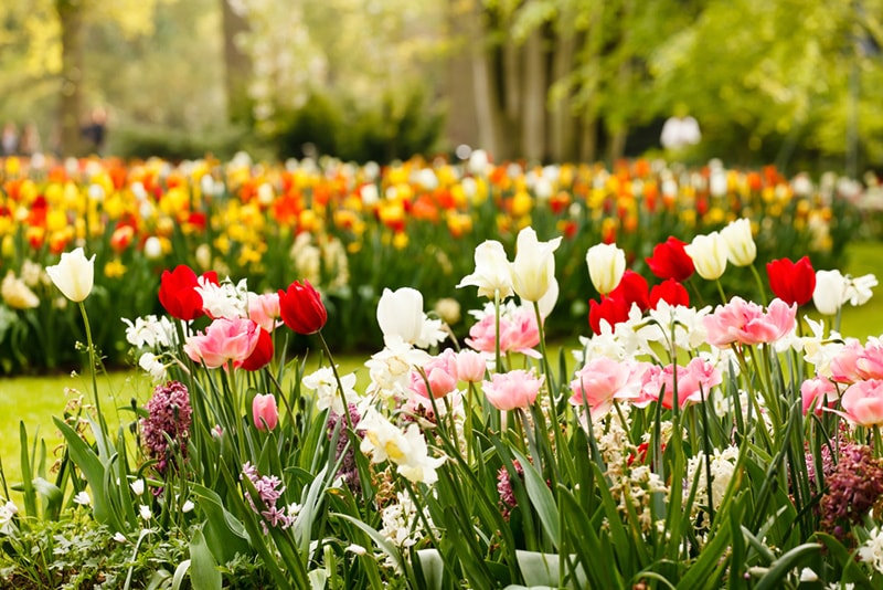 spring garden